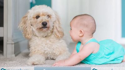 Bağlıca Halı Yıkama – Bağlıca Buharlı Halı Yıkama