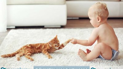 Dikmen Halı Yıkama – Temiz Halı Yıkama