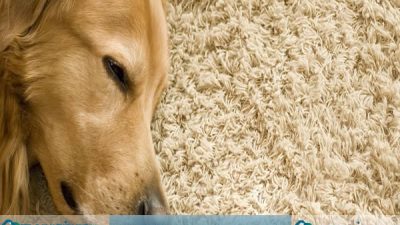 Demetevler Halı Yıkama – Demetevler Halı Yıkamada %100 Leke Çıkarma